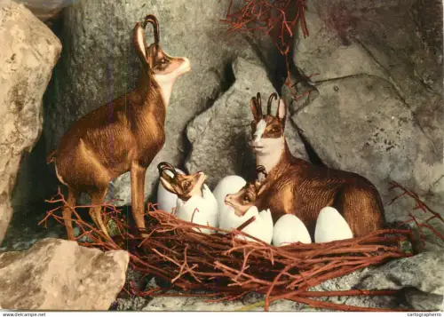 A5392 Mountain wildlife Chamois nest family types and scenes