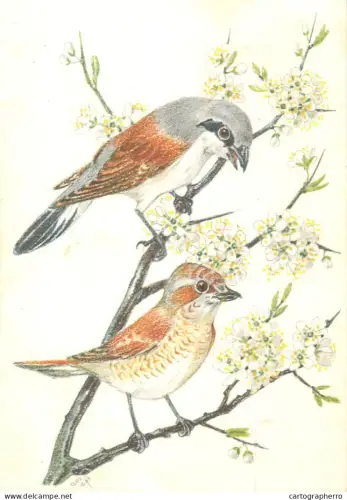 A5392 Pia Roshardt Rotkopflieger Wurger