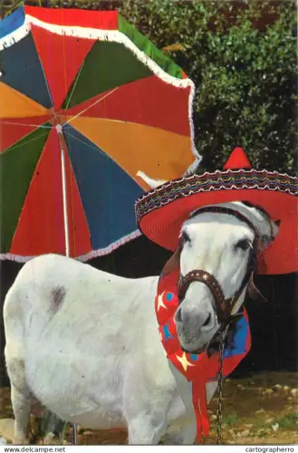 A5392 Spain funny animals donkey with sombrero