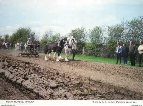 A5392 England Marden heavy horses ploughing rural area types and scenes