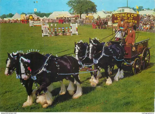 A5392 Competition horses - in the show ring