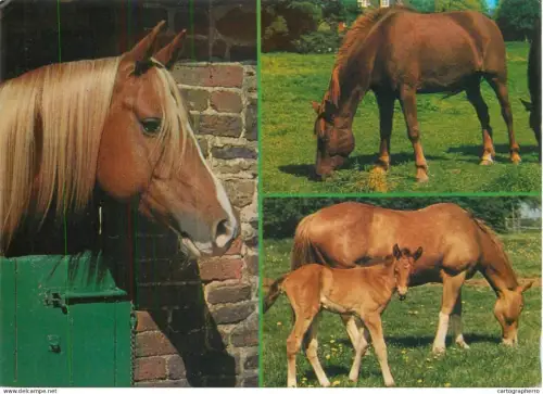 A5392 Animal types horses multi view