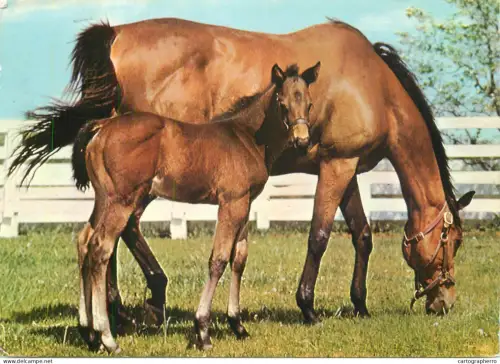 A5392 Animal types horses foal and mare