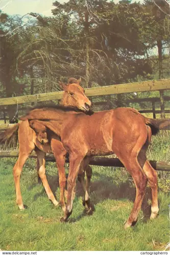 A5392 Animal types horses two foals