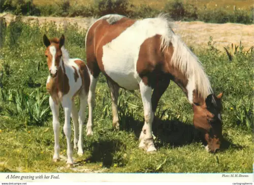 A5392 Animal types horses mare and foal