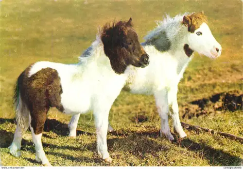 A5392 Scotland Shetland ponies