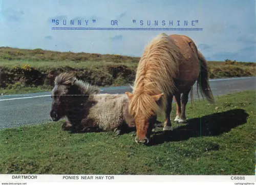 A5392 England Dartmoor ponies near Hay Tor