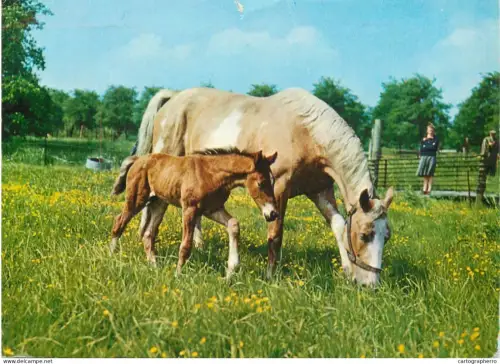A5392 New Forest ponies mare and foal