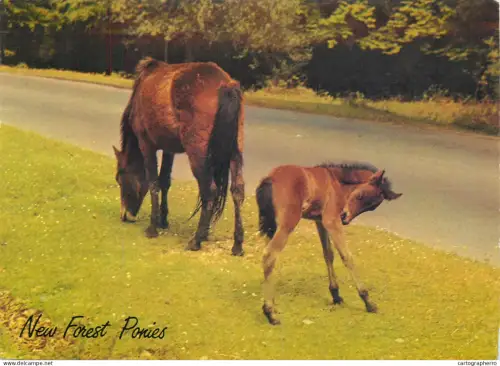 A5392 New Forest ponies mare and foal