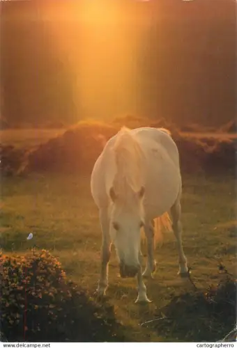 A5392 White horse rainbow artistic picture