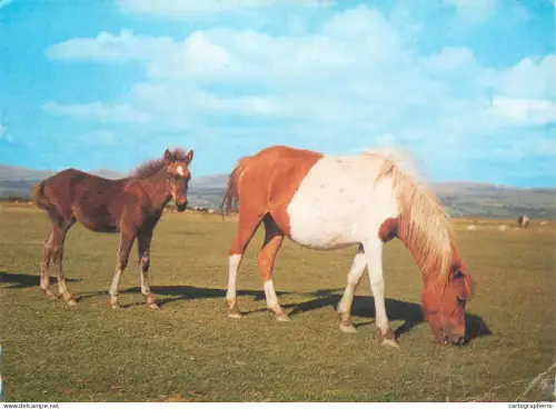 A5392 England Dartmoor Devon pony and foal