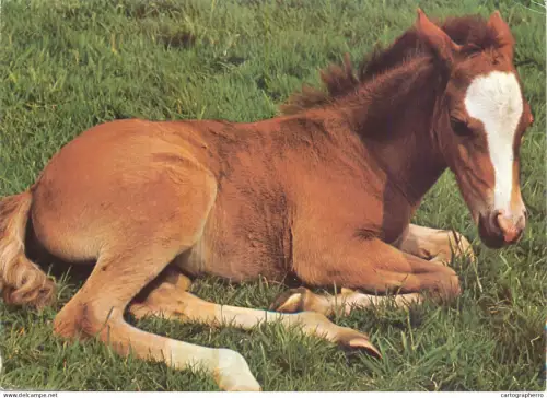 A5392 Animal types Foal photo