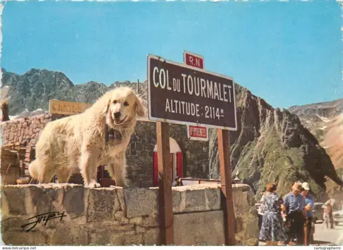 A5389 France Les Pyrenees Col du Tourmalet chien de montagne