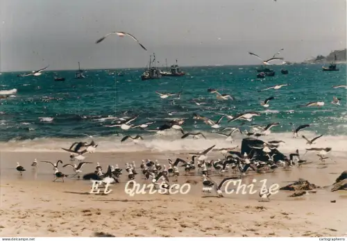 A5389 Chile Et Quisco sea, seagulls, beach, boats