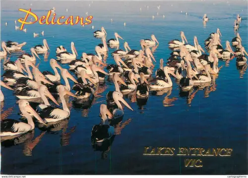 A5389 Australia pelicans colony