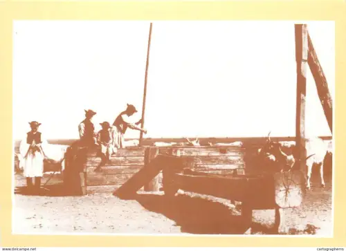 A5388 Watering cattle rural types and scenes repro postcard