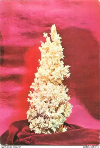 A5385 Romania Brad Muzeul Bradutul nins aragonit