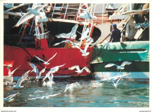A5383 Fishing boat seagulls detail aspect