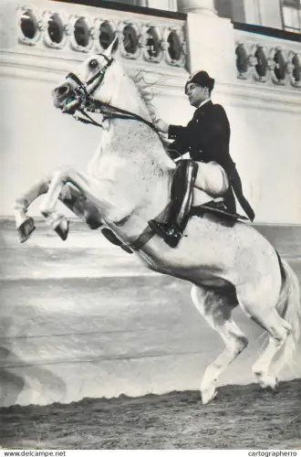 A5859 Wien Spanische Reitschule Courbette Pferd white horse riding school Vienna 1963
