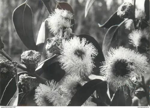 A5399 Eucaliptus flower detail view