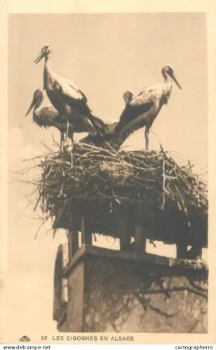 A5855 Cigognes en Alsace cpa