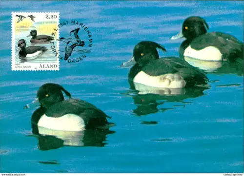 A5927 Åland Aland birds ducks maximum card 1987