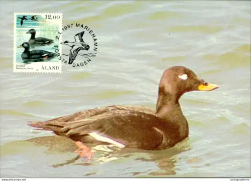 A5927 Åland Aland bird duck maximum card 1987