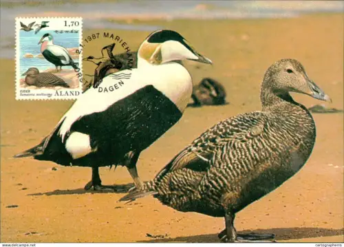 A5927 Åland Aland birds maximum card 1987
