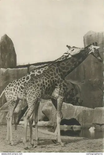 A5397 Animal types wildlife giraffes
