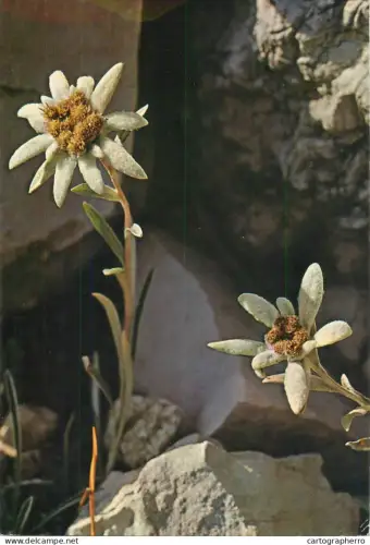 A5397 Alpine flora Edelweiss