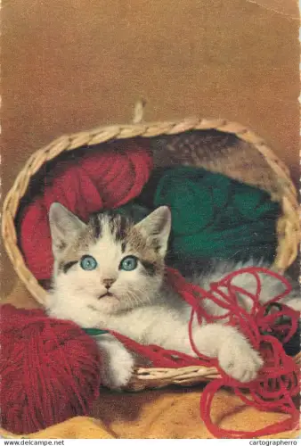 A5396 Animals types kitten in basket funny image