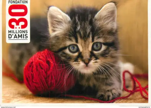 A5396 Animal types kitten