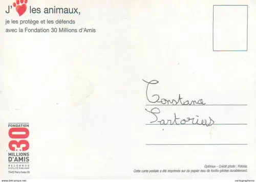 A5396 Animal types kitten