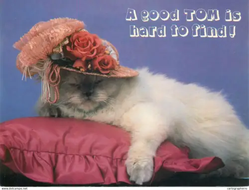 A5396 Animal types cat with hat funny image