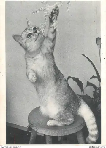 A5396 Animal types cat photo