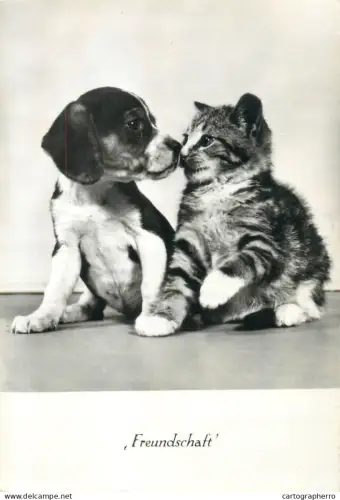 A5396 Animal types puppy dog and kitten friendship