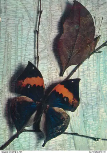 A5396 Animal types Papillon Exotic Butterfly Kalima Inachus