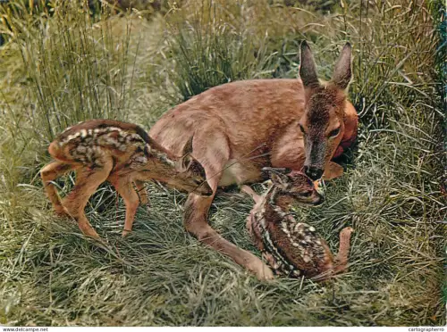 A5396 Animal types newly born fawns