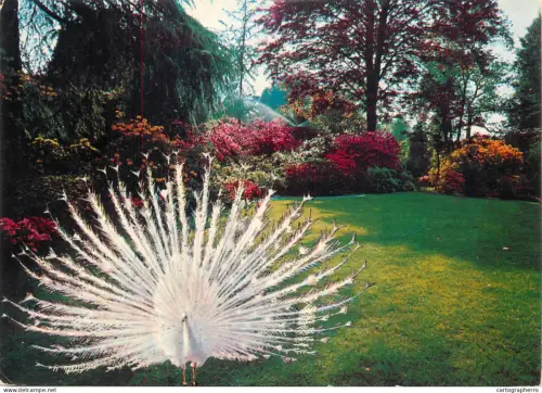 A5396 Italy Lago Maggiore Giardini dell'Isola Madre