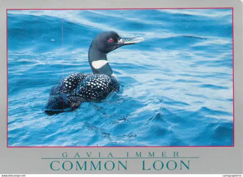 A5396 Animal types Common Loon