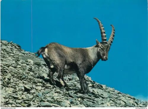A5396 Animal types mountain wildlife steinbock