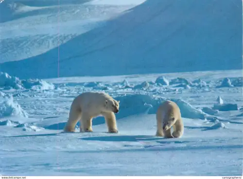 A5396 Animal types polar bears pair
