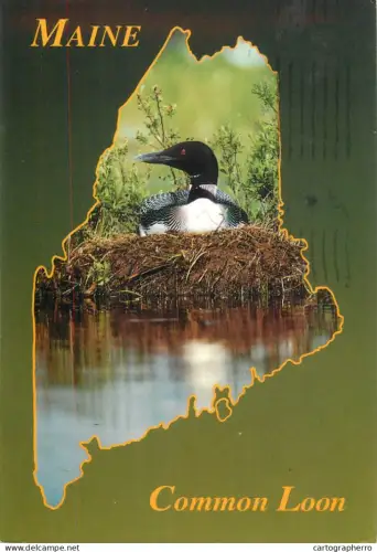 A5396 Animal types common loon in nest