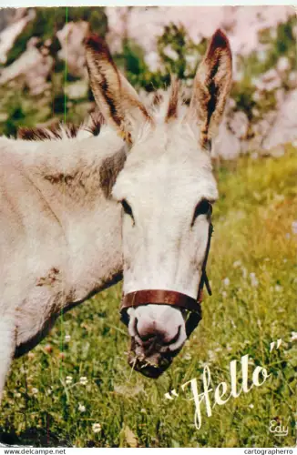 A5396 Animal types donkey funny humour postcard