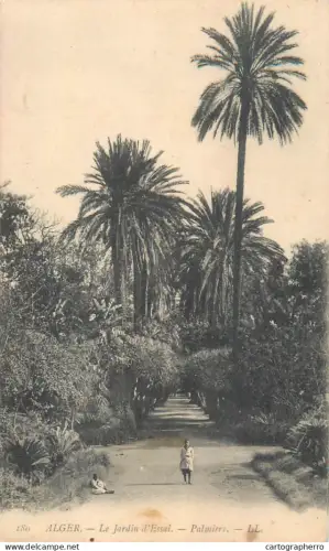 A5854 Alger Jardin d`Essai Palmiers
