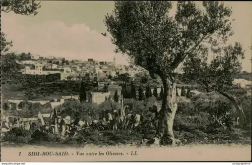 A5925 Tunisia Sidi Bou Saïd oliviers