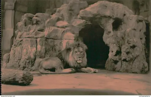 A5925 Antwerpen Dierentuin Anvers Jardin Zoologique lion