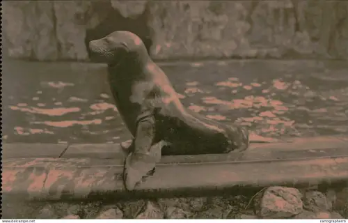 A5925 Antwerpen Dierentuin Anvers Jardin Zoologique otarie