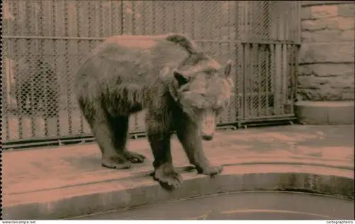 A5925 Antwerpen Dierentuin Anvers Jardin Zoologique ours brun