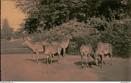 A5925 Antwerpen Dierentuin Anvers Jardin Zoologique antilopes